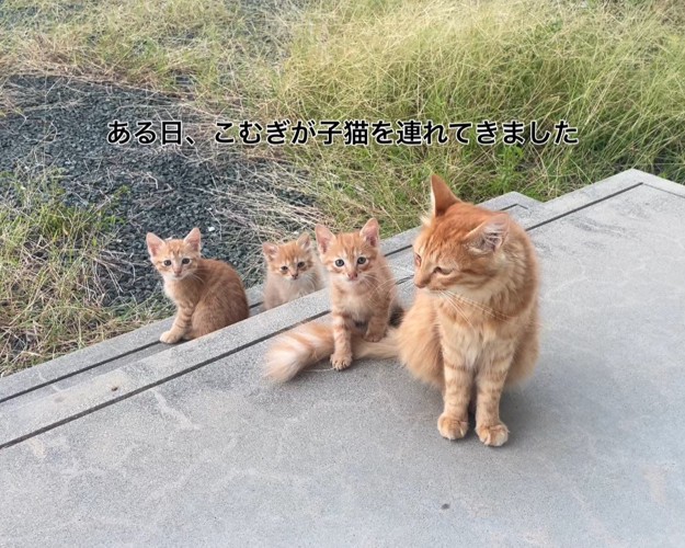 外でお座りする猫の親子