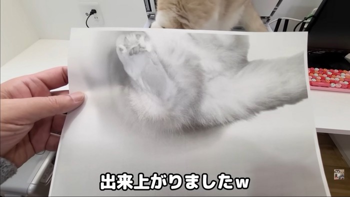 コピーされた猫