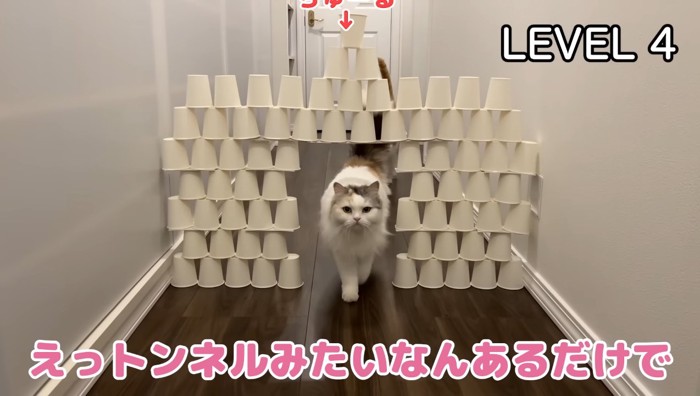 LEVEL4