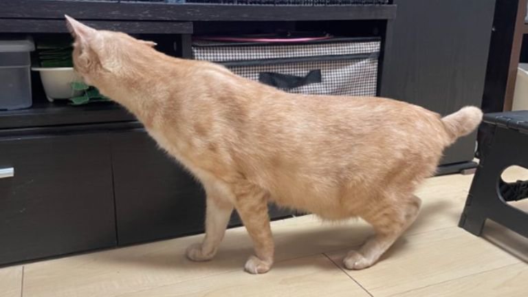 猫の後ろ姿