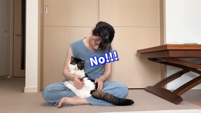 人の膝の上で鳴く猫