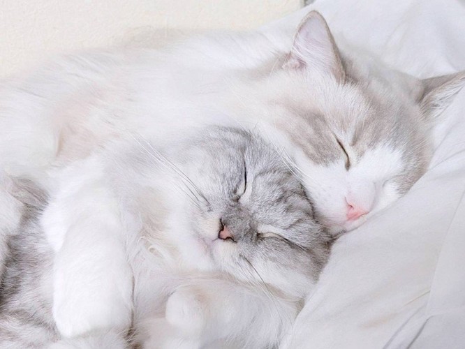 密着して眠る猫たち