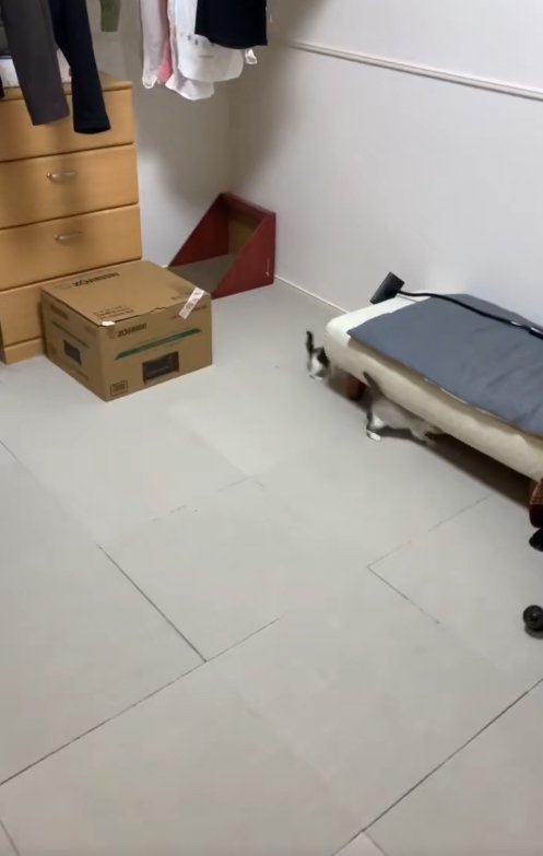白い椅子の下に潜り込む2匹の子猫