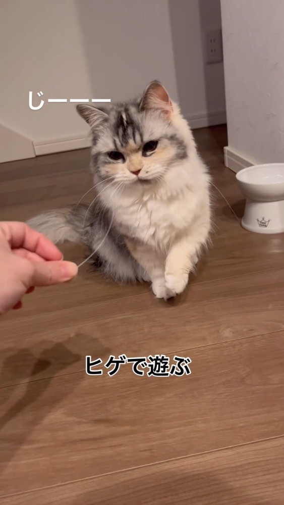 ヒゲを見つめる猫