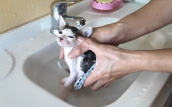 洗われる猫