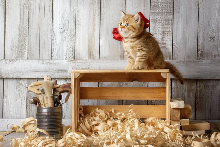 木箱の上の猫
