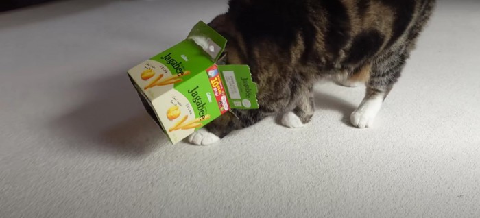 歩いている猫%%いざパトロールへ