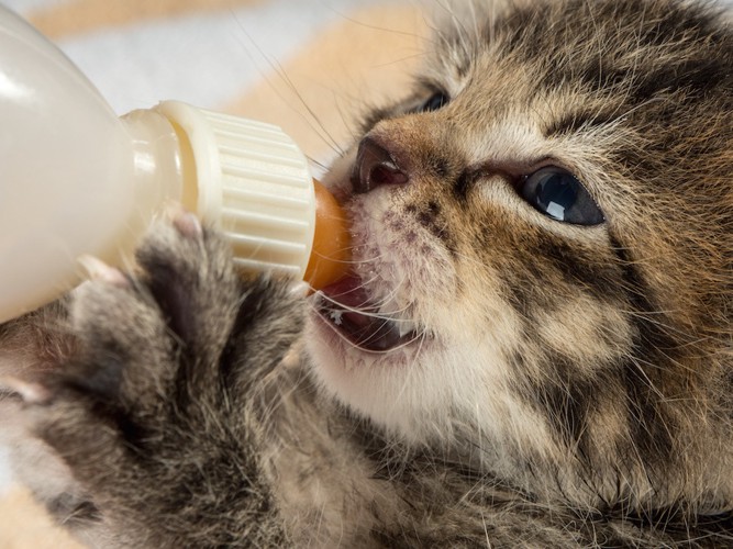 哺乳瓶からミルクを飲む子猫