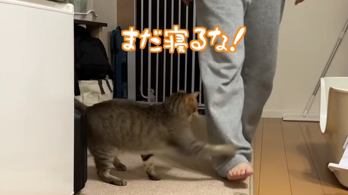 飼い主さんを止めるうーちゃん