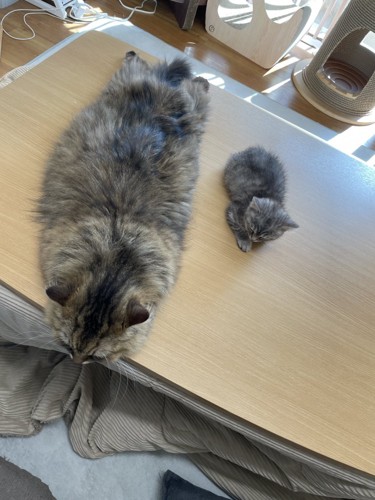 大きい猫と子猫