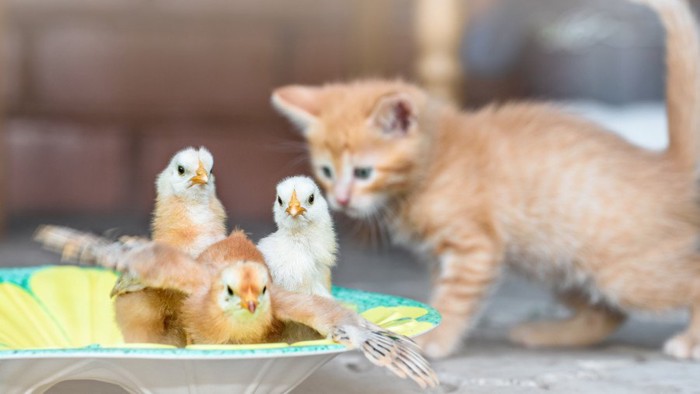 鳥と子猫