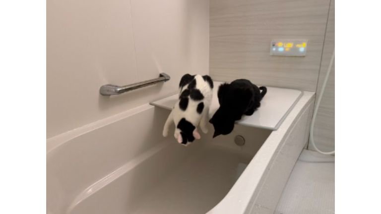 お風呂にいる猫たち
