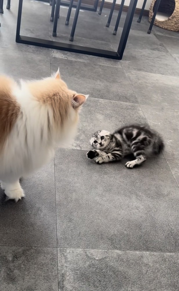 やんのかステップをする子猫と子猫を見つめるノルウェージャンフォレストキャット