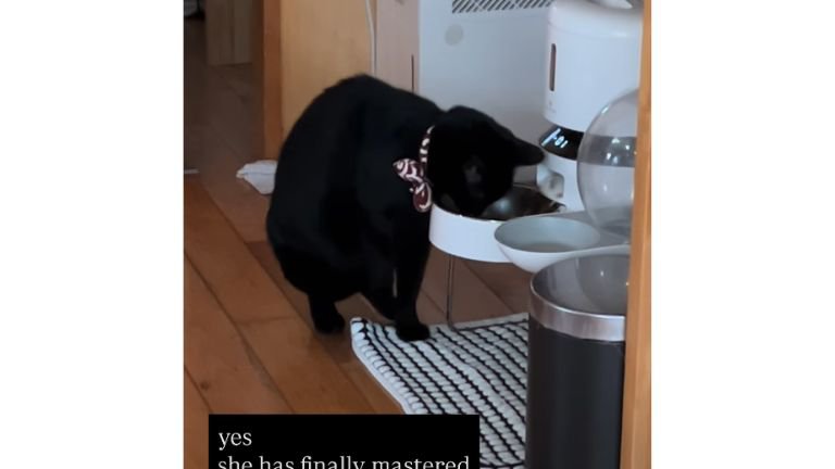 猫と自動給餌器