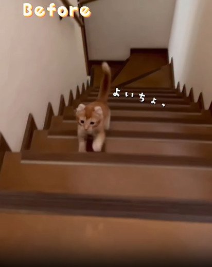 階段をのぼる子猫1