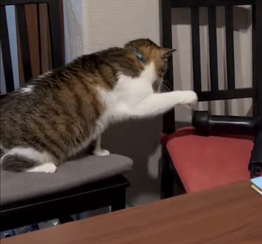 狙いを定める猫