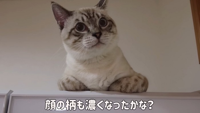 猫の顔