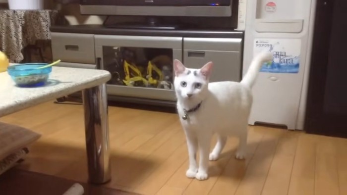 カメラを見る猫