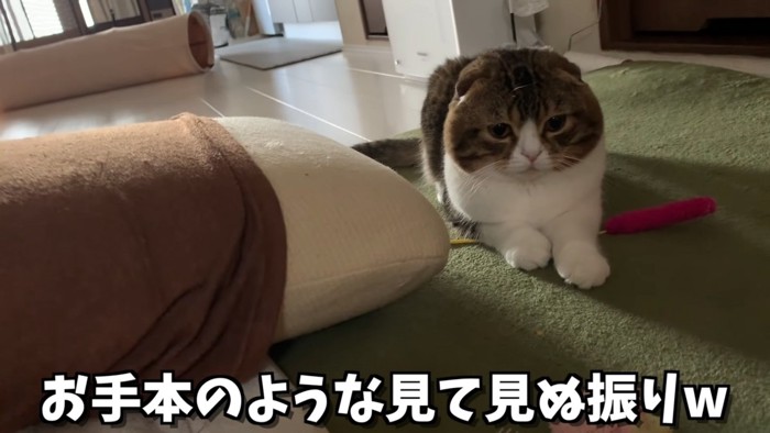 伏せをする猫