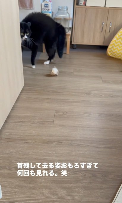 やんのかステップをする猫