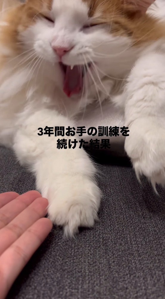 あくびをする猫
