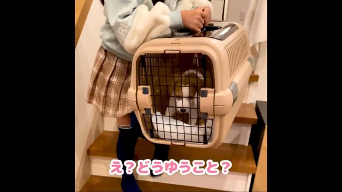 運ばれてる犬