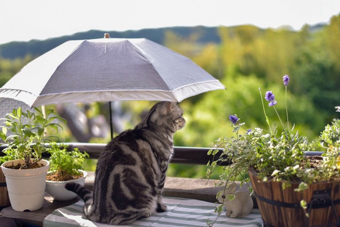 ベランダで過ごす猫