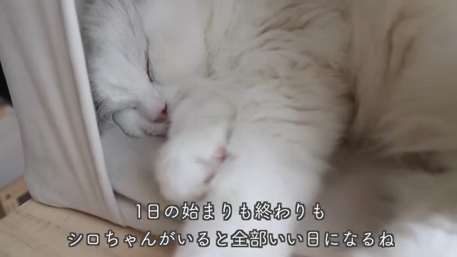 キャットタワーで眠る猫