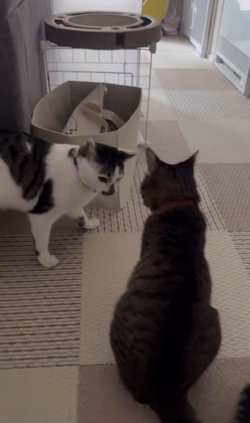 お座りをしてキジ白を見つめるキジトラ