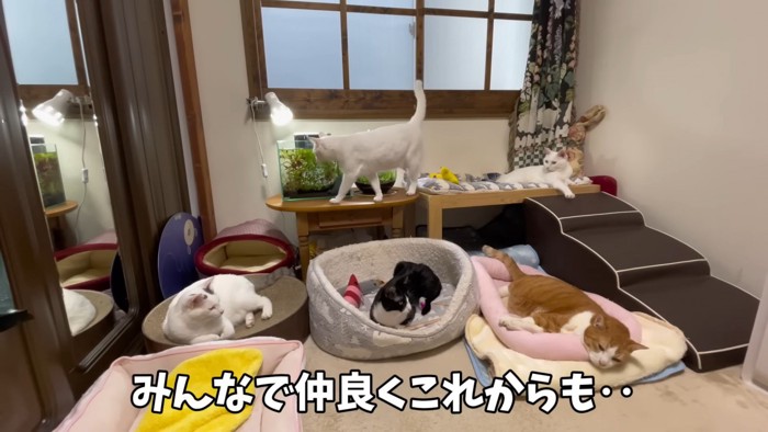 同じ部屋で仲良く過ごすアントンくんと元子猫達