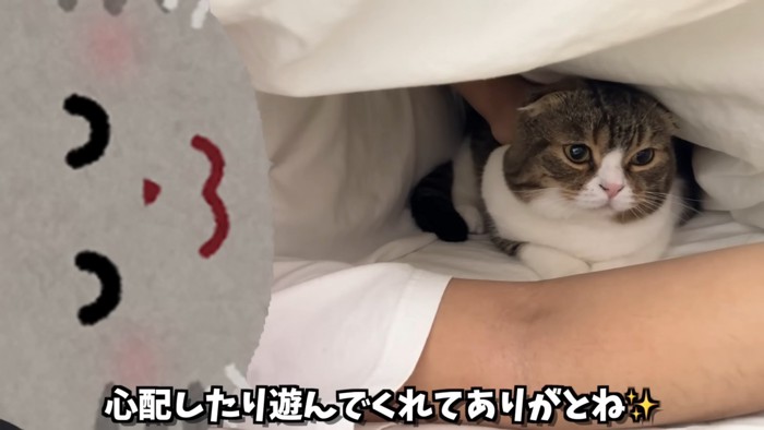 布団の中にいる猫