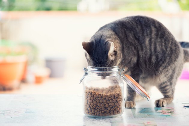 安い餌を盗み食いをする猫