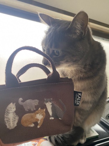 カバンを見る猫