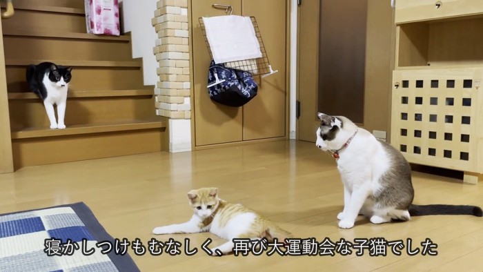 子猫を近くで見ている猫