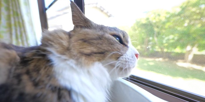 網戸越しに外を見つめる長毛猫