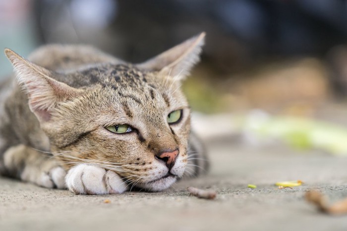 手を枕にして眠そうな猫