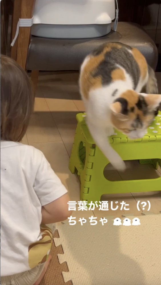 椅子から降りる猫