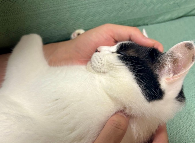 人の両腕に包まれて眠る猫の胸から上