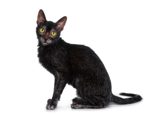 黒色のライコイ