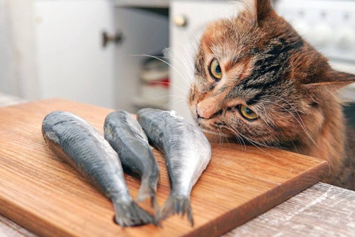 三匹の魚と猫