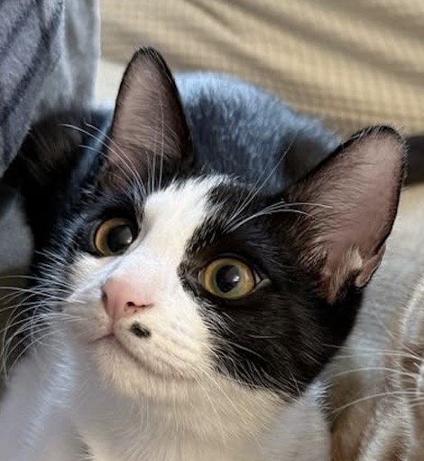 茶トラ猫の隣で飼い主を見上げるハチワレ猫