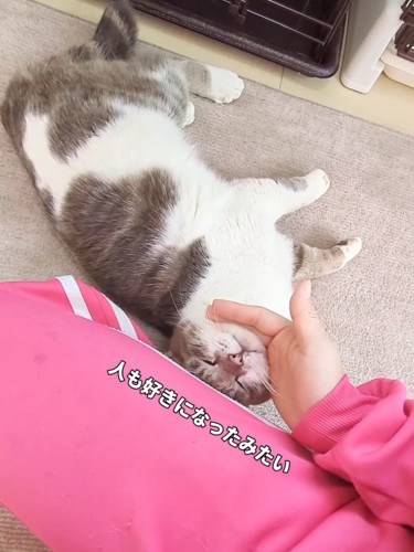 なでられる猫