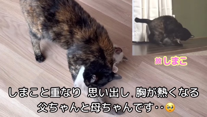 しまこちゃん