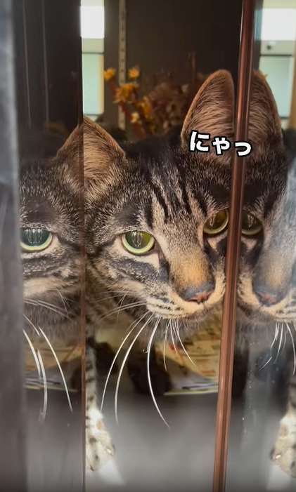 ポスト前に現れた猫