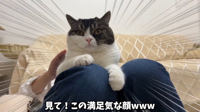 膝の上に乗る猫