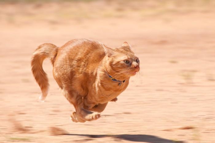 全力疾走の猫