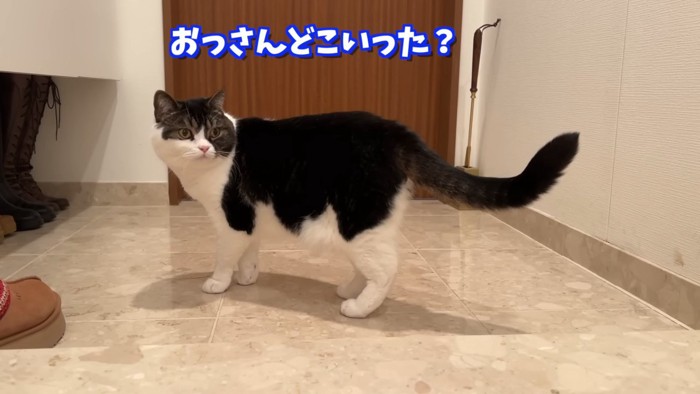 振り向く猫