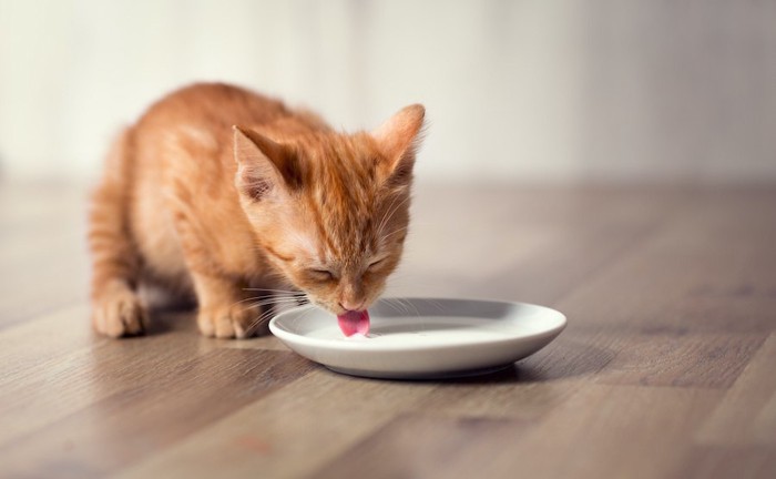 お皿に入ったミルクを飲む子猫