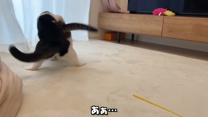 2匹の猫の後ろ姿