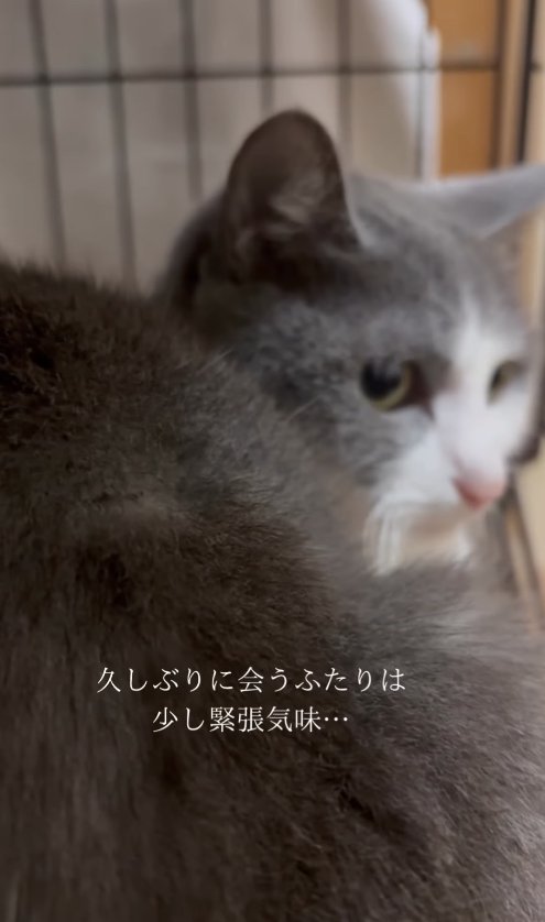 カメラに背中を向けてケージの外を見つめる猫